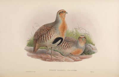 Perdix barbata - John Gould